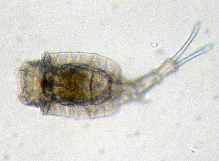 Trichotria pocillum